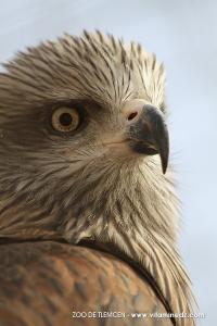 Zoo de Tlemcen, un petit coin de la Savane ...