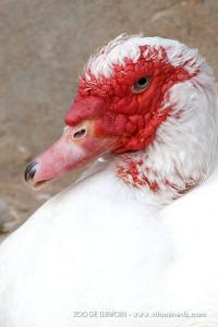 Zoo de Tlemcen, un petit coin de la Savane ...