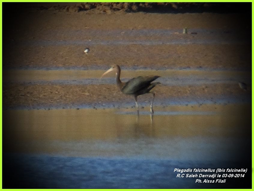 El Khroub – Observation de la sauvagine «Retenue collinaire de Salah Derradji»
