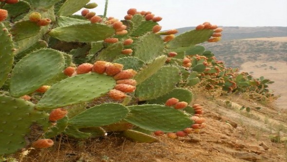 Programme d’intensification de la culture de figues de barbarie à Souk Ahras