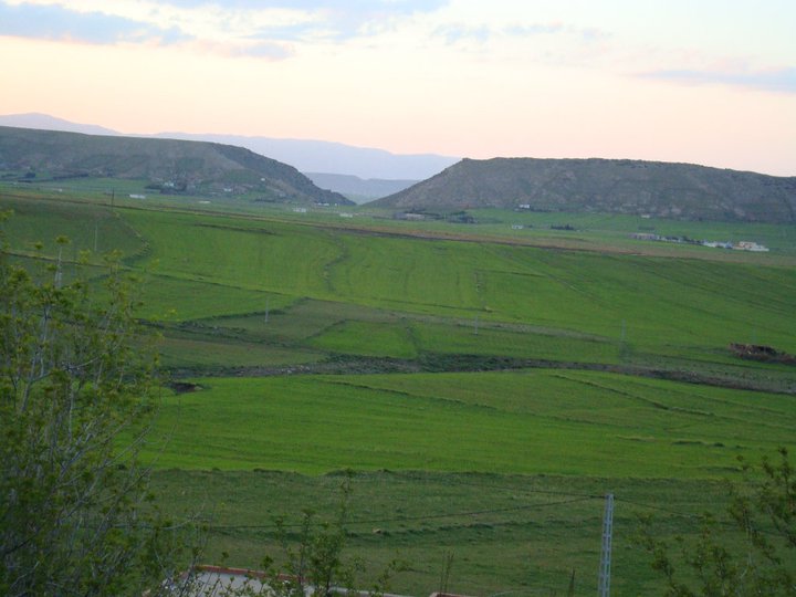 Yabous en plein printemps.