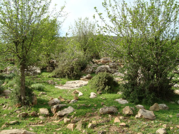 Yabous en plein printemps.