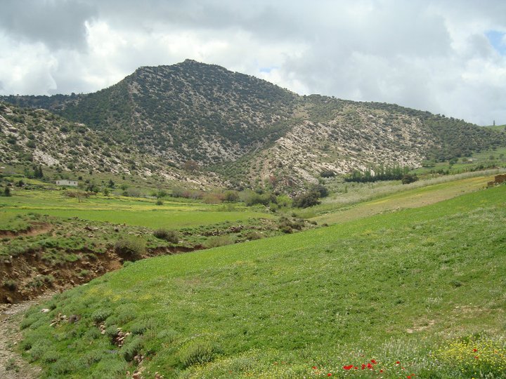 Yabous en plein printemps.