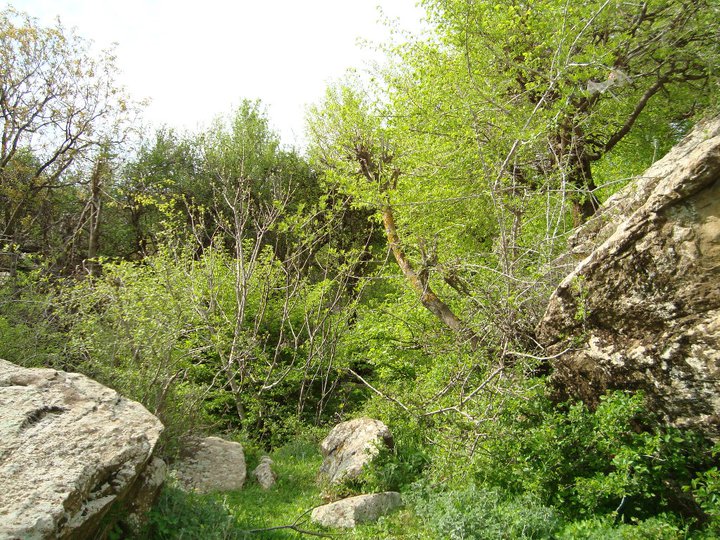 Yabous en plein printemps.