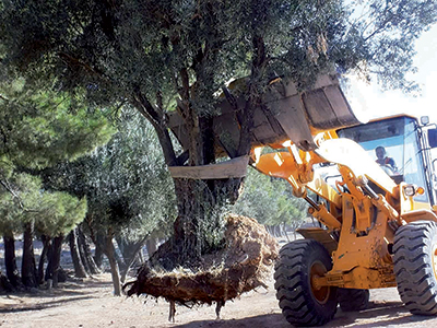 Sidi Bel Abbès - Les associations mobilisées pour la transplantation d’oliviers 