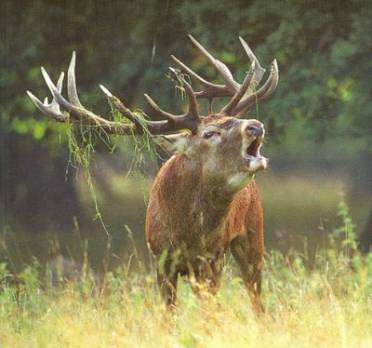 Tébessa -  Un troupeau de cerfs de barbarie menacé par des chasseurs
