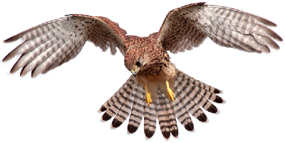 Algérie - Nos oiseaux victimes du commerce sur internet