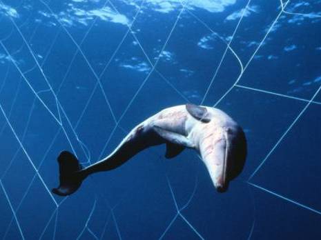 Alerte au massacre de dauphins en Algérie