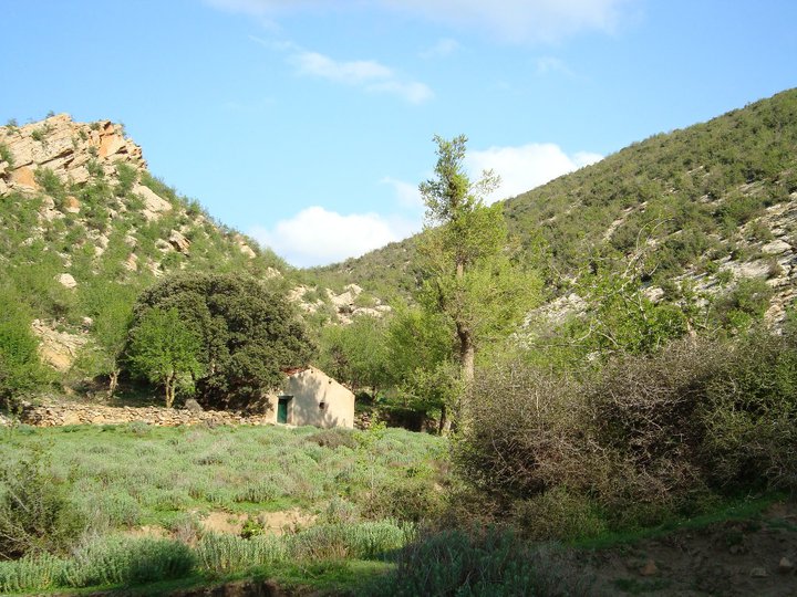 ZAOUIA de la famille Hasrouri à yabous