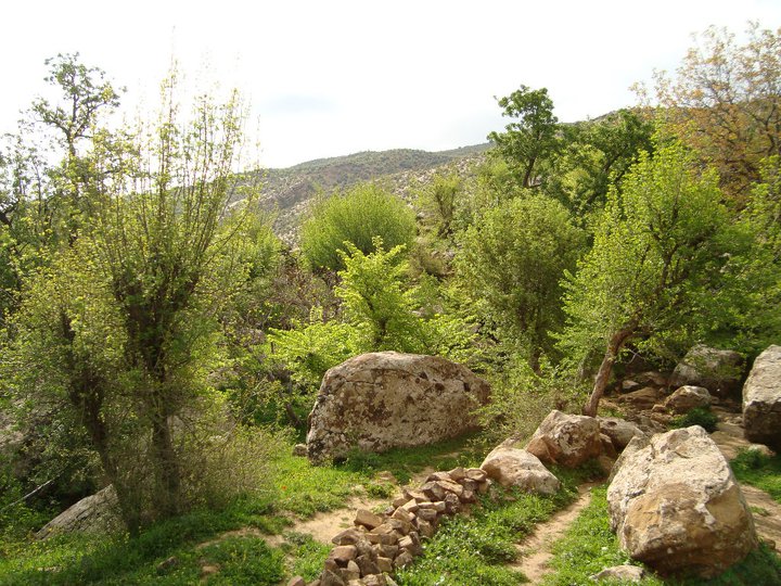 Yabous en plein printemps.