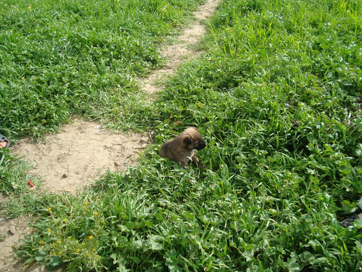 Yabous en plein printemps.