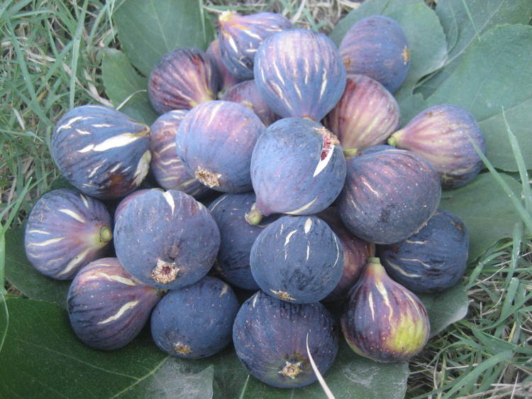 LES FIGUES DE  MES FIGUIERS  A OULED AISSA ZATIMA BENIMILEUK