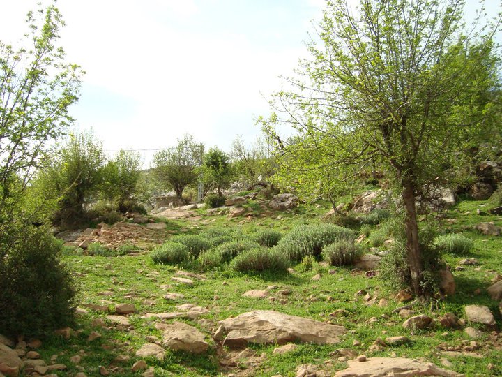 Yabous en plein printemps.