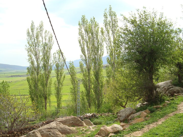 Yabous en plein printemps.