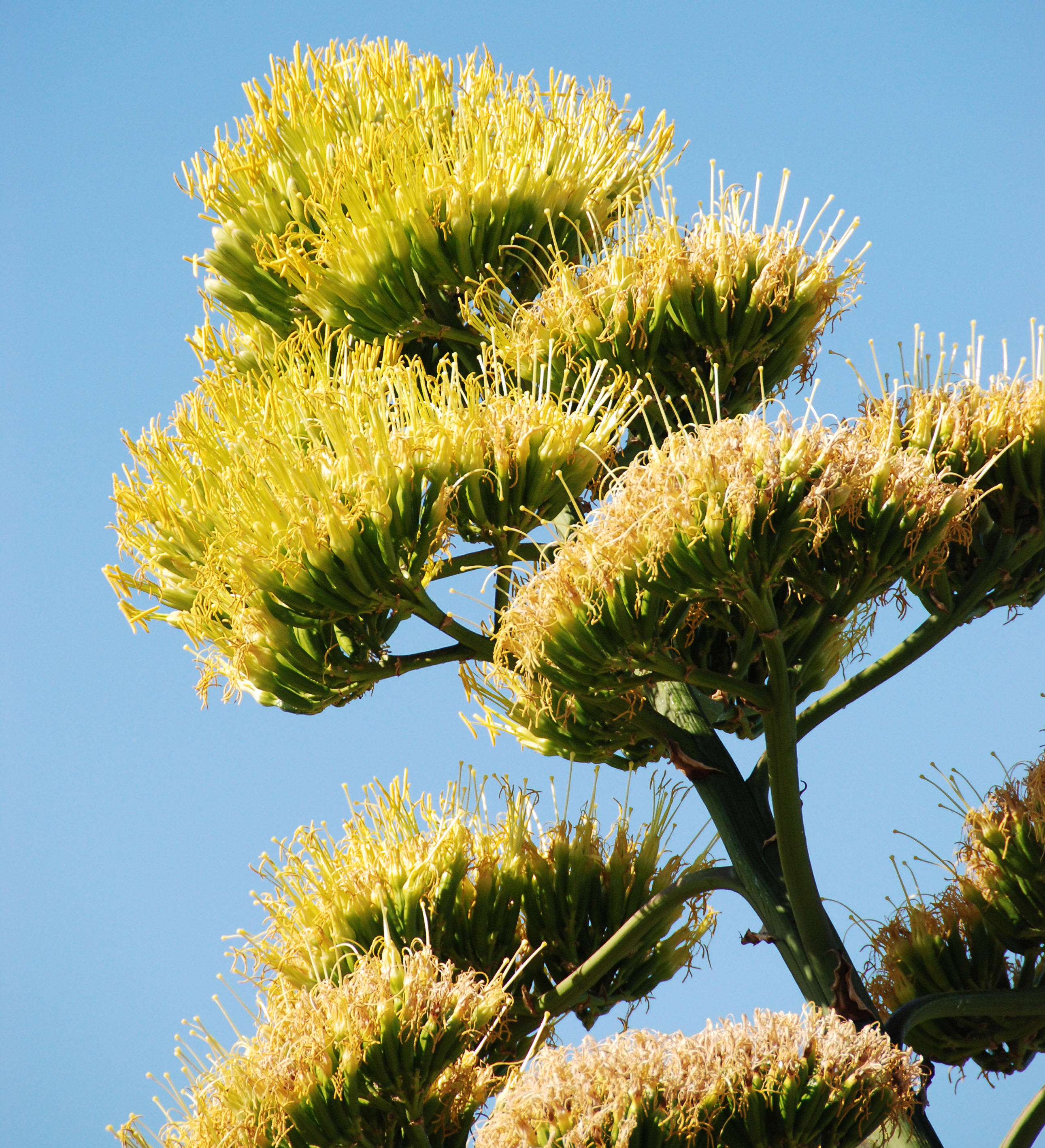 LES FLEURS D'AGAVES  DE OULED AISSA ZATIMA  BENIMILEUK