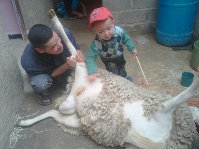 Fête de l’Aïd el Adha : Mokrani Mokhtar égorge son mouton.