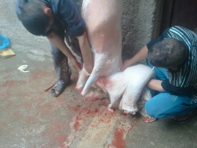 Fête de l’Aïd el Adha : Mokrani Mokhtar égorge son mouton.