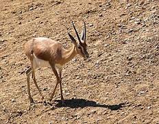 EL-ABIODH SID CHEIKH - Un centre d'élevage «ex-situ» de la gazelle