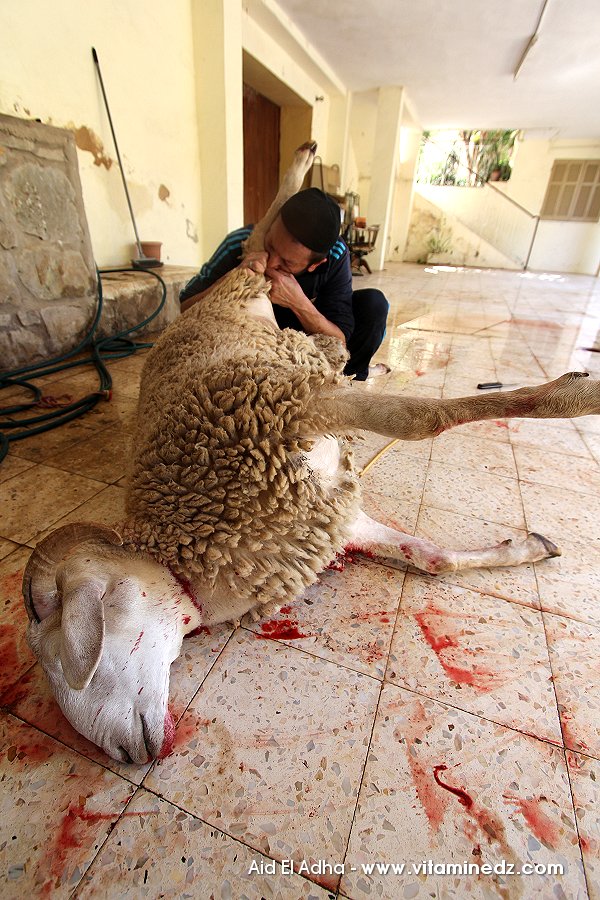 AÏD EL-KEBIR  Des milliers de peaux de mouton perdues