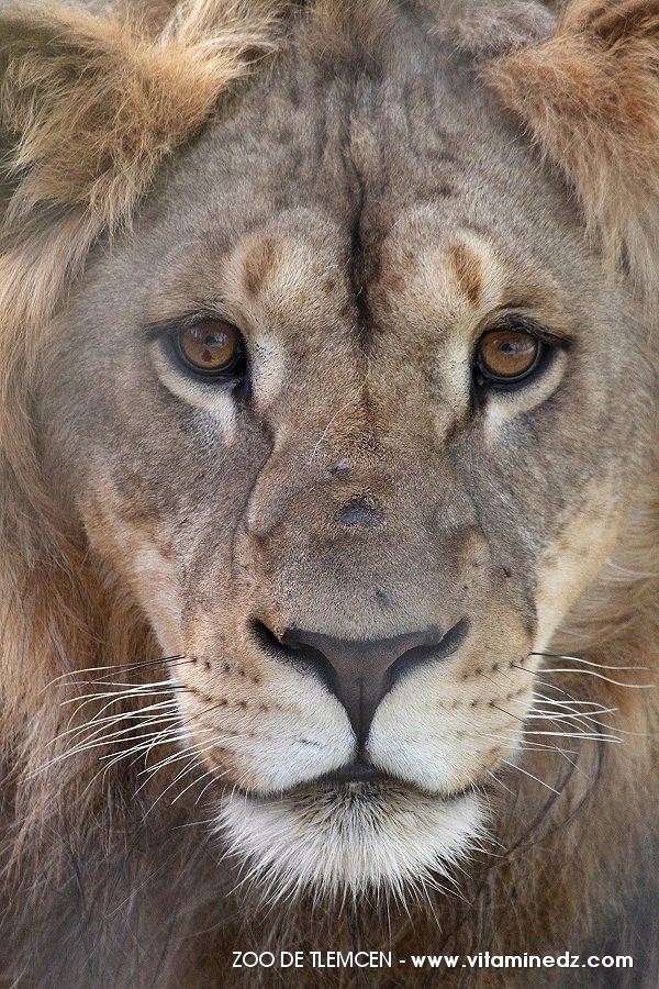 Zoo de Tlemcen, un petit coin de la Savane ...