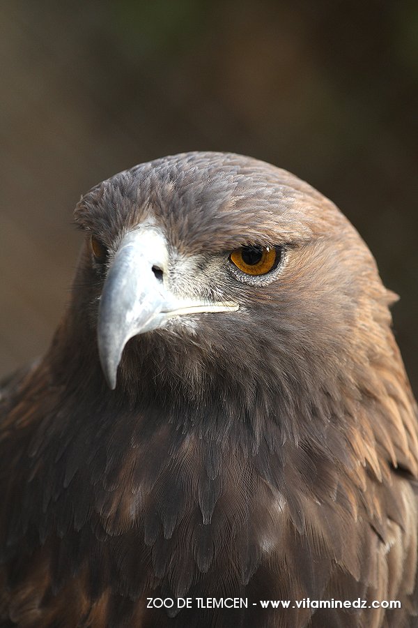 Zoo de Tlemcen, un petit coin de la Savane ...