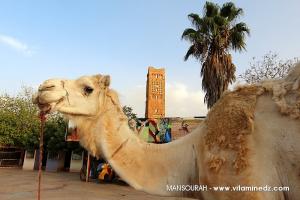 Tlemcen - Zoo face aux Vestiges de la cité mérinide  Al Mansourah