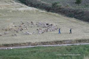 Elevage de moutons Commune de Ain Fezza (Tlemcen)