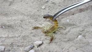 Envenimation scorpionique: 5 décès durant les premiers de 2014 à Ouargla (DSPRH)