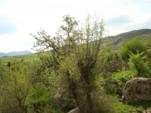 Yabous en plein printemps.