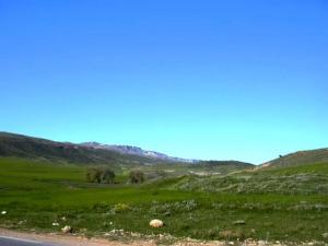 Yabous en plein printemps.