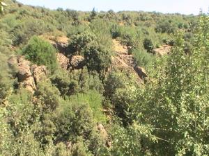 Yabous en plein printemps.