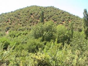 Yabous en plein printemps.