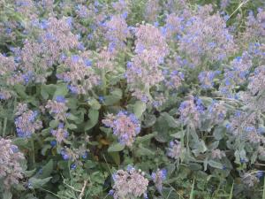 Yabous en plein printemps.