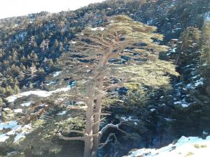 Yabous en plein printemps.