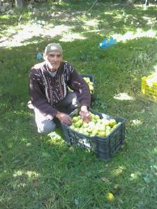 Zéroual Hadj Madjid pendant la cueillette des pommes à Meloudja