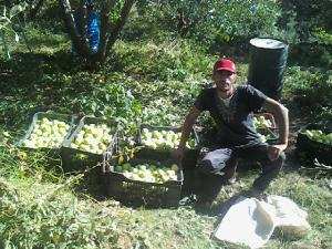 Zéroual Nour.Eddine le jeune ingénieur   pendant la cueillette des pommes à Meloudja