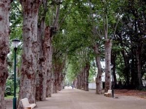 Le Jardin d'Essai du Hamma à Alger
