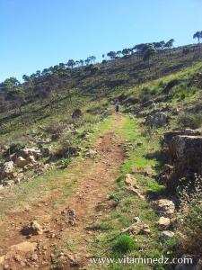 Tlemcen  Fôret du petit perdreau du coté de Sidi Abdellah El Baal vers El Ourit