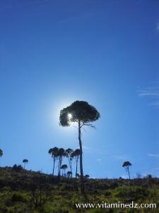 Tlemcen  Fôret du petit perdreau du coté de Sidi Abdellah El Baal vers El Ourit
