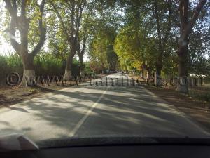 Belle route ombragée vers Cherchell (Caesarée)