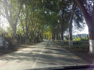 Route ombragée de platanes Cherchell (Caesarée)