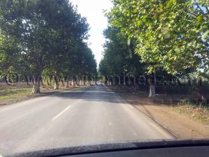 Platanes sur la route de Cherchell (Caesarée)