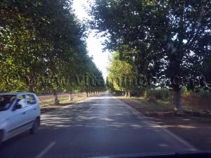 Route ombragée de platanes Cherchell (Caesarée)