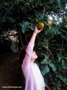 Le Plaqueminier (Tomatéch Al Hlouwa)