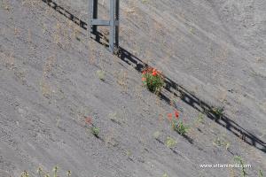 Hammam Boughrara, Carrière du coté de Maaziz
