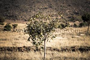 Arbres de Cognassier ...Au pays des Beni Ouarnid (Terny, Djbel Nador, Mafrouch, Sidi Hafif ...)