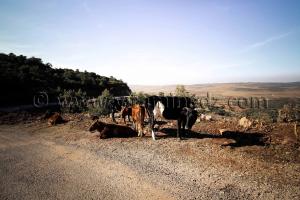 Au pays des Beni Ouarnid (Terny, Djbel Nador, Mafrouch, Sidi Hafif ...)