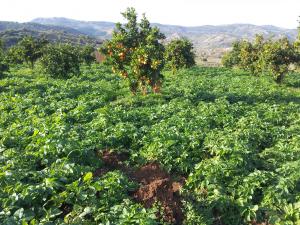 Photo d'un champ agricole