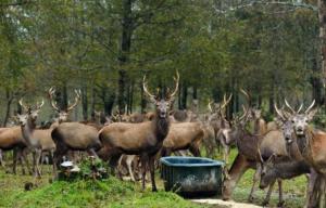 Planète - Les espèces invasives, un fléau pour la biodiversité mondiale