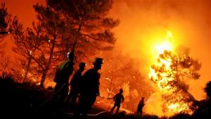 Algérie - Hausse de la superficie forestière dévastée par les feux en 2014: SOS ! Le patrimoine végétal en péril